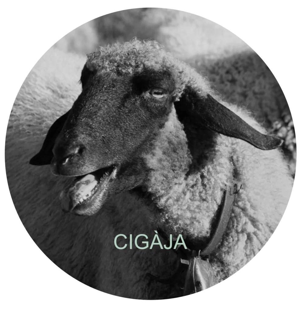 230209 Cigaja