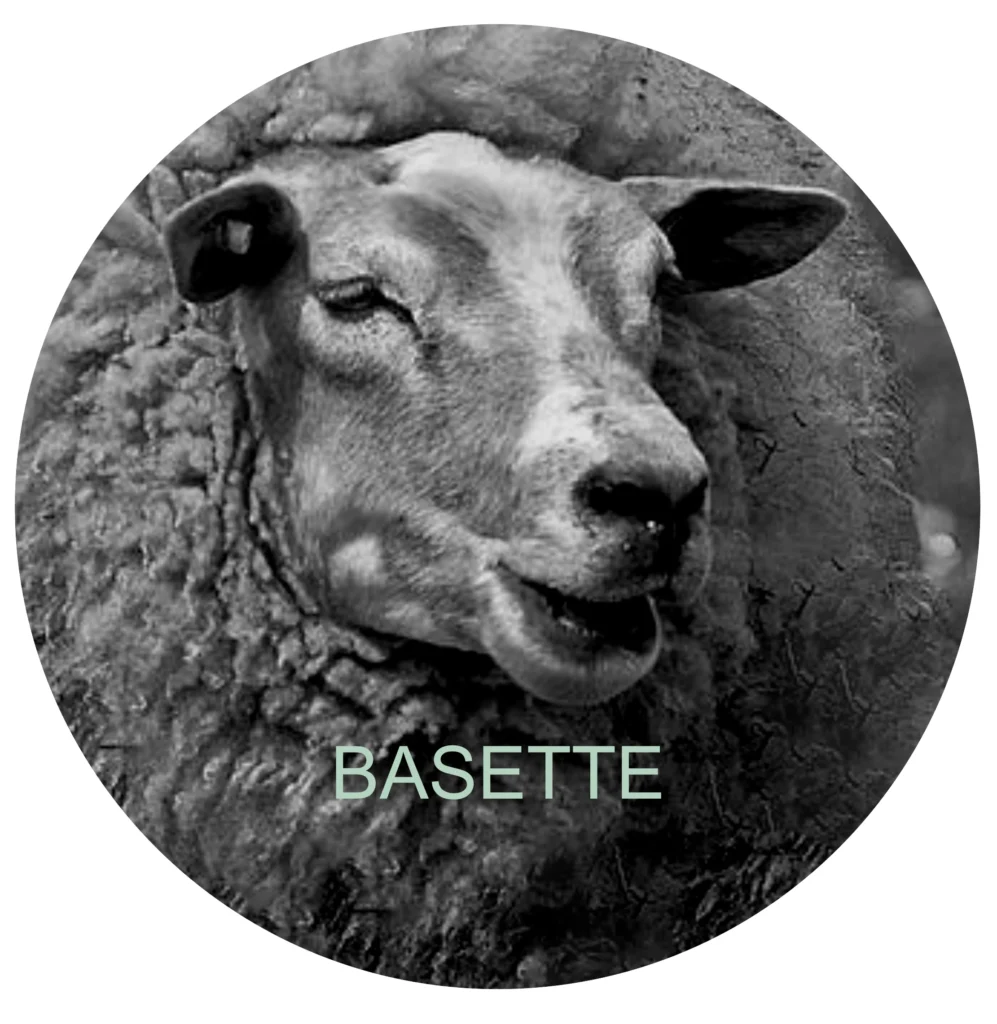 230301 Basette