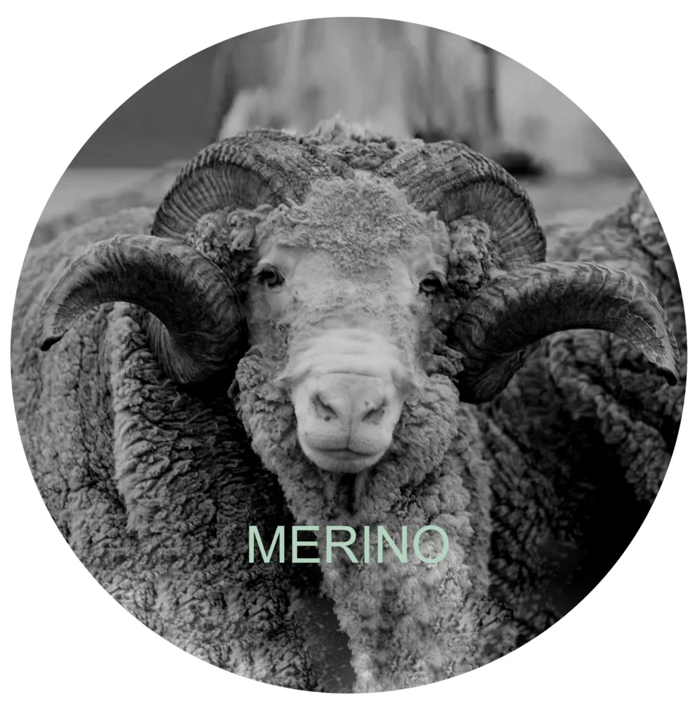 230301 Merino